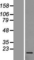 RPL27 / Ribosomal Protein L27 (Over-Expression Lysate Myc-DDK (Flag))