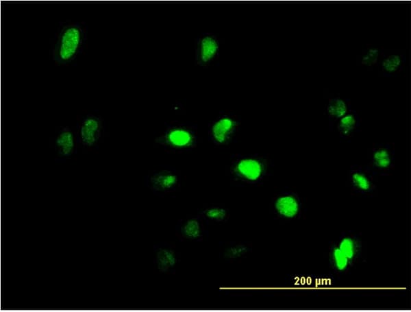 GFI1 Antibody (clone 3G8)
