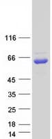 Human OR13C8 Protein (Recombinant Myc-DDK (Flag))