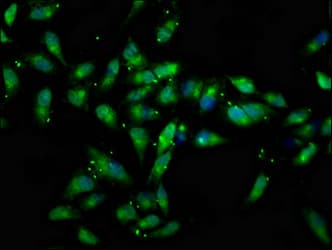 CTNNA2 / Alpha-2 Catenin Antibody