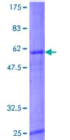 Human ASB11 Protein (Recombinant GST)