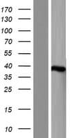 MTHFD2L Protein (Over-Expression Lysate Myc-DDK (Flag))