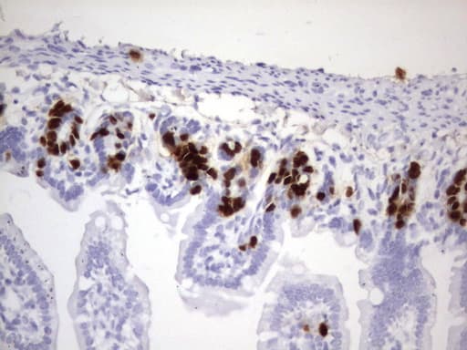 IdU / Iododeoxyuridine Antibody (clone 18E11)
