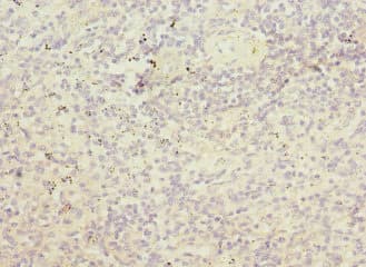 ARTS Antibody