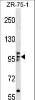 RAB6KIFL / KIF20A Antibody (aa198-226)