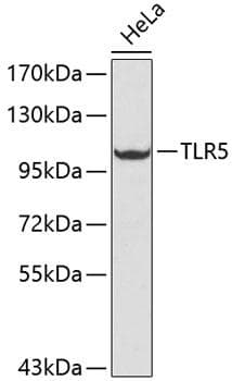 TLR5 Antibody