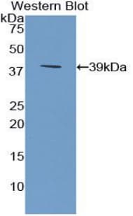 SFRP4 Antibody (aa22-346)
