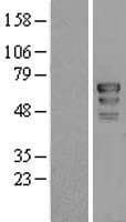 CD3EAP Protein (Over-Expression Lysate Myc-DDK (Flag))