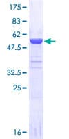 Human NOL3 / ARC Protein (Recombinant GST)