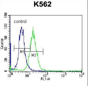 Polyclonal Rabbit anti-Human HIST1H2AB Antibody (aa12-40, IHC, WB)