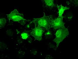 NRBP1 / NRBP Antibody (clone OTI5C3)