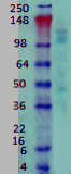 Monoclonal Mouse anti-Rat GABBR1 / GABA B Receptor 1 Antibody (clone S93A-49, WB)