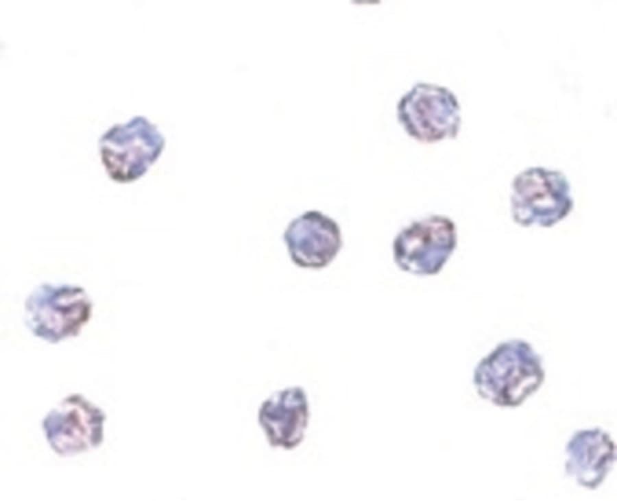 TMEM173 / STING Antibody