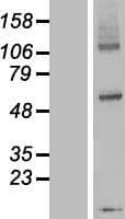 DPY19L3 Protein (Over-Expression Lysate Myc-DDK (Flag))