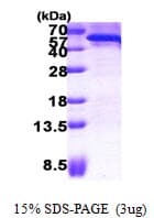 Human CDC123 Protein (Recombinant His)