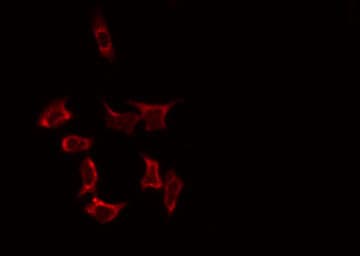 SLC25A31 Antibody
