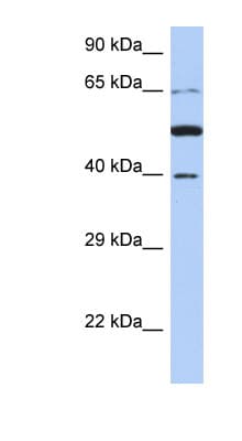 PNMA3 Antibody (aa71-120)