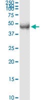 TFDP2 / DP2 Antibody (clone 2E6)
