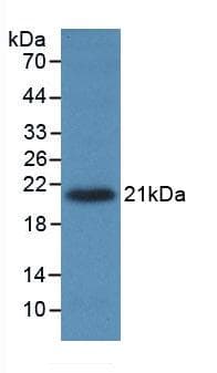TNF Alpha Antibody (aa77-232, Cy3)