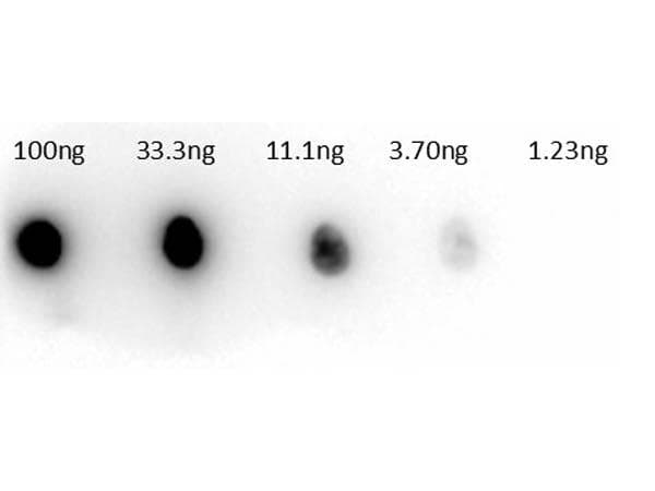 CA2 / Carbonic Anhydrase II Antibody (Lyophilized, HRP)