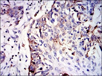 GSTM1 Antibody (clone 1H4F2)