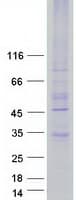 Human MRGPRE / MRGE Protein (Recombinant Myc-DDK (Flag))