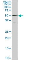 TULP2 Antibody (clone 2B5)