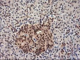 HSPBP1 Antibody (clone OTI1D5)