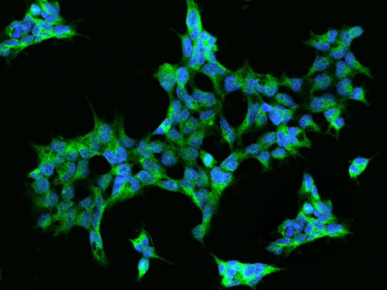 Polyclonal Rabbit anti-Human ENPEP / Aminopeptidase A Antibody (IHC, IF)