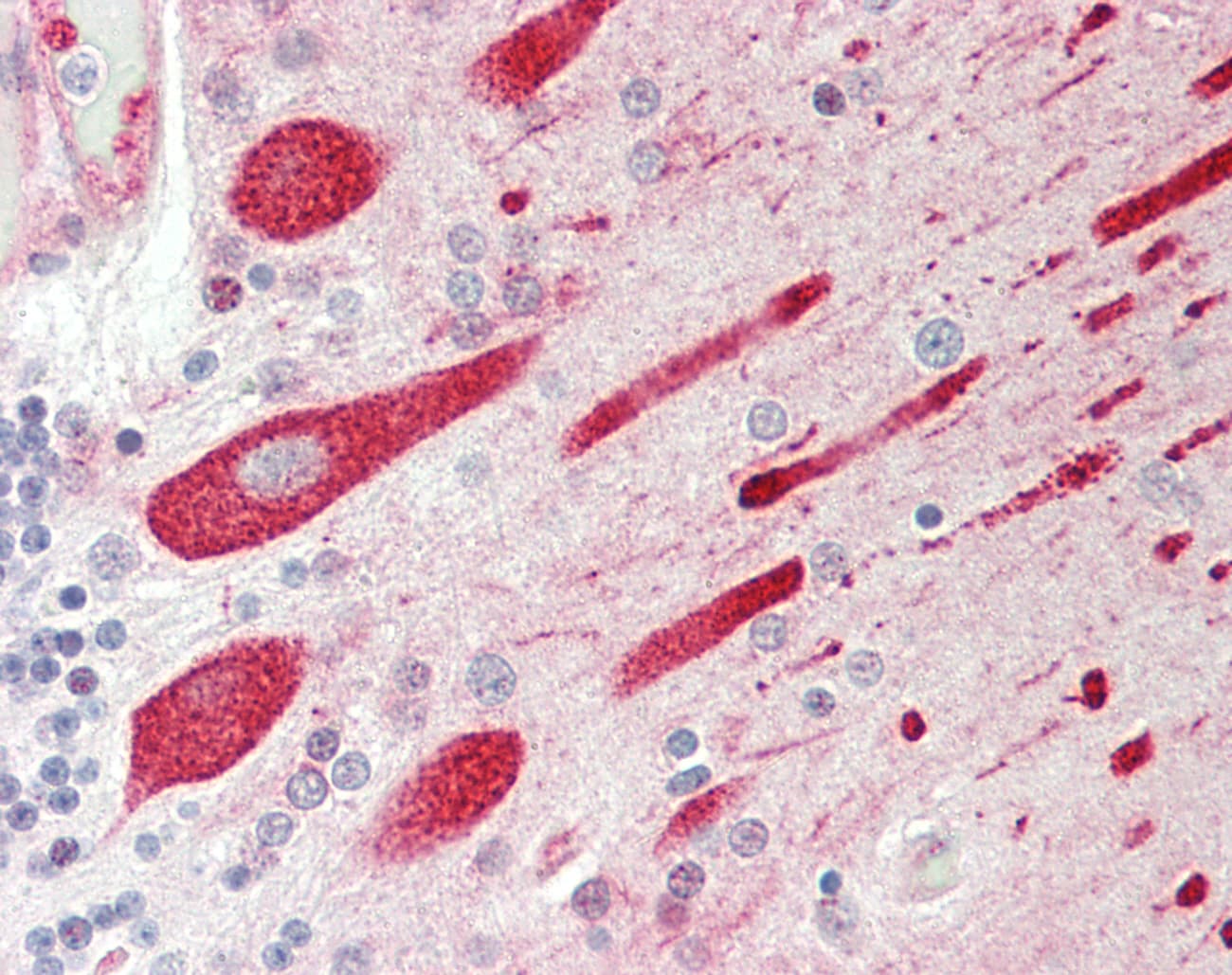 ENDOD1 Antibody (aa253-302)