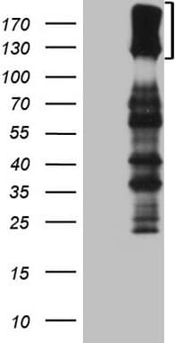 CSF2RB / CD131 Antibody (clone OTI1A6, Carrier-free)