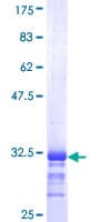 Human SELK / Selenoprotein K (Recombinant GST, N-terminus)