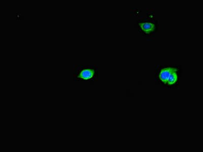 TAS2R38 Antibody