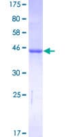 Human RHEB Protein (Recombinant GST)
