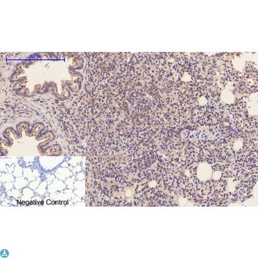 CASP1 / Caspase 1 Antibody