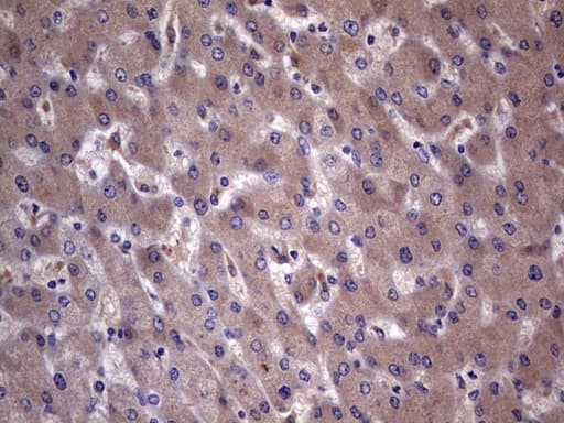 Monoclonal Mouse anti-Human C14orf166 Antibody (clone OTI2C3, IHC, WB)