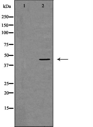 DNMT3L Antibody