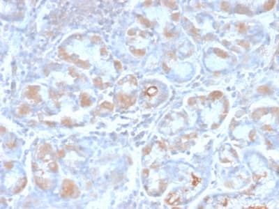 Recombinant Monoclonal Rabbit anti-Human TFF1 / pS2 Antibody (clone TFF1/2969R, Azide-free,Carrier-free, C-Terminus, aa57-84, IHC)