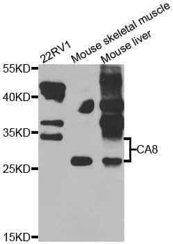 CA8 / Carbonic Anhydrase VIII Antibody
