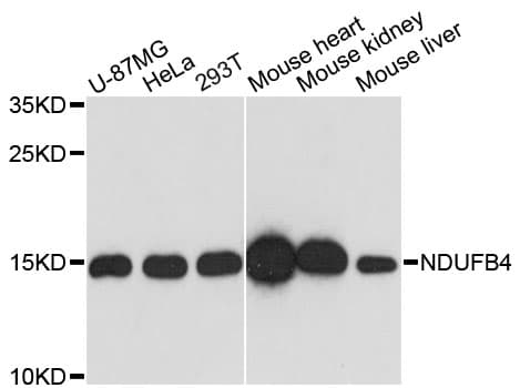 NDUFB4 / B15 Antibody