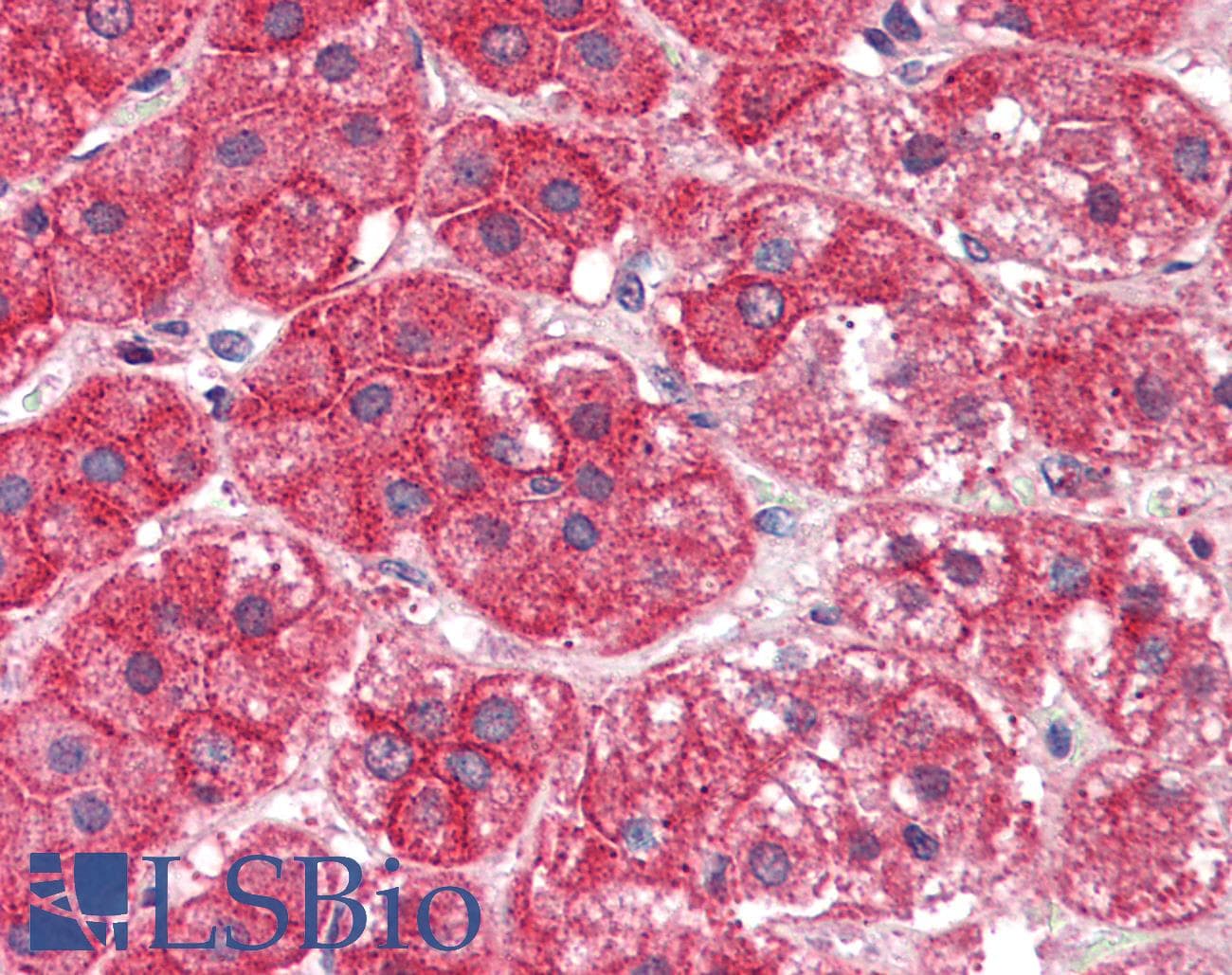 IHC-plus™ EXOC7 Antibody (aa453-464)
