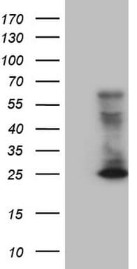 CD3 Antibody (clone UCHT1)