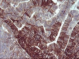 CD44 Antibody (clone OTI1G1)