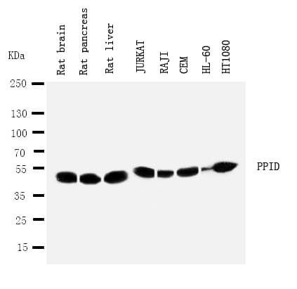 Polyclonal Rabbit anti-Human PPID / Cyclophilin D Antibody (aa351-370, IHC, WB)