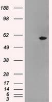 IHC-plus™ NRBP1 / NRBP Antibody (clone 2C8)