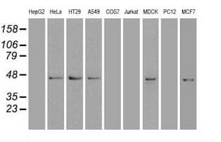Monoclonal Mouse anti-Human SOX17 Antibody (clone OTI3H5, IF, WB)