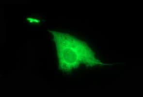 Monoclonal Mouse anti-Human DTD1 Antibody (clone OTI1E1, IF, WB)