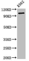 ARTS1 / ERAP1 Antibody