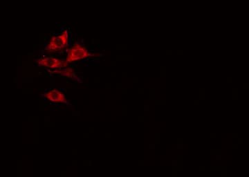 RPL27A Antibody
