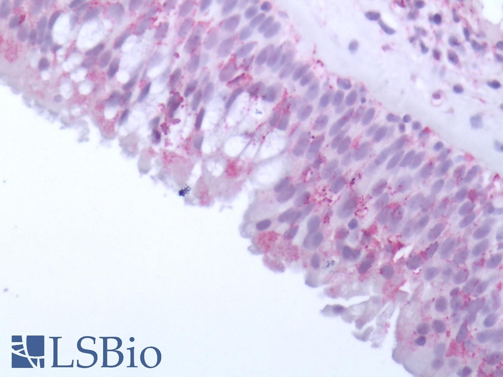 IHC-plus™ OR10J5 Antibody (Extracellular Domain)
